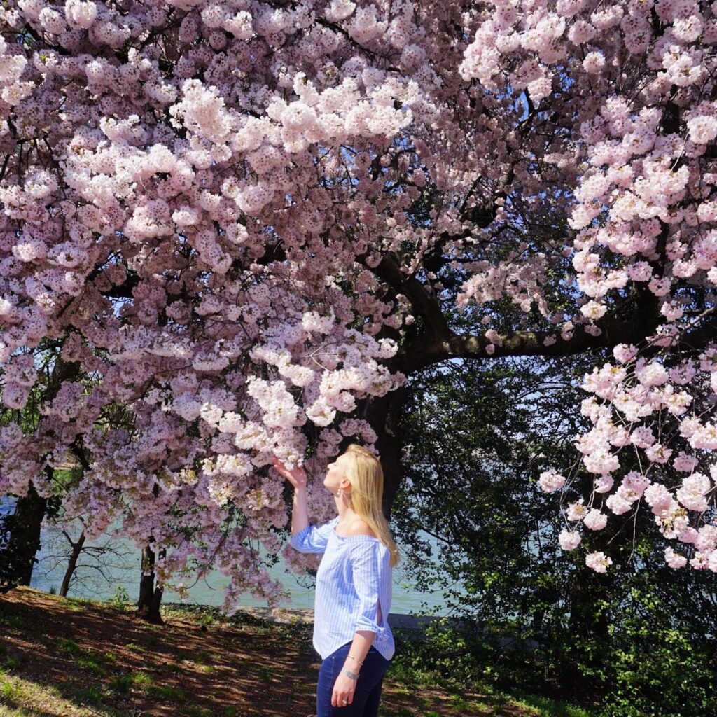 2019 04 03 11.57.06 cherry blossoms dc